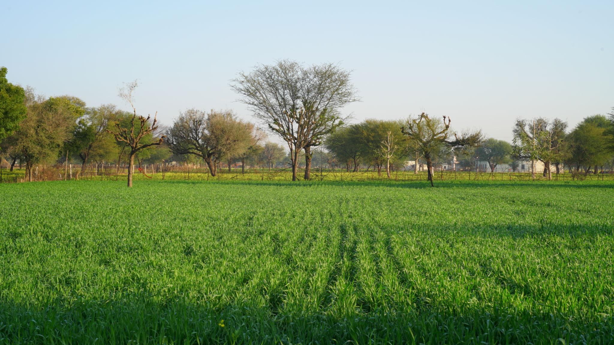 Agricultural parcel