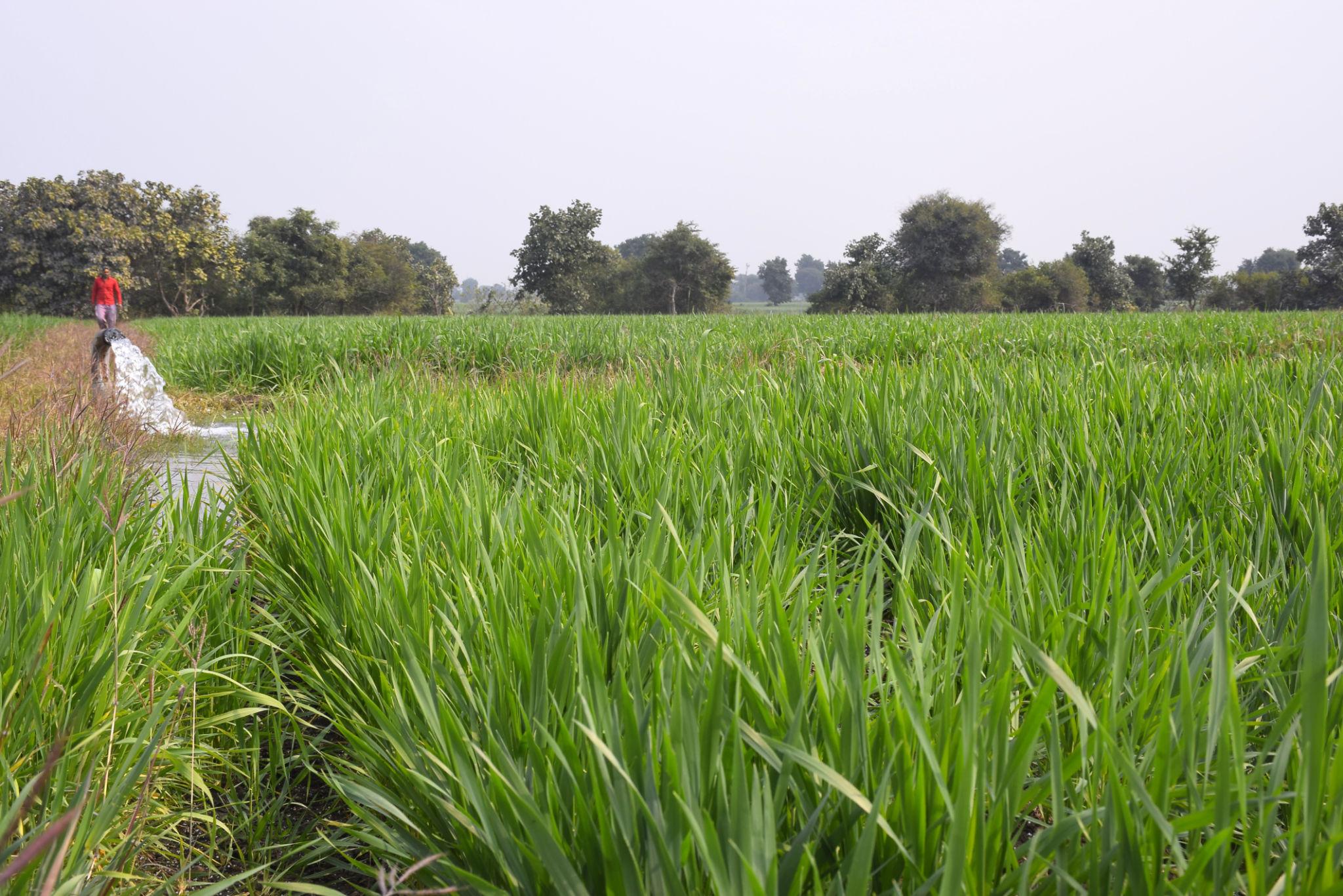 Fertile agricultural land