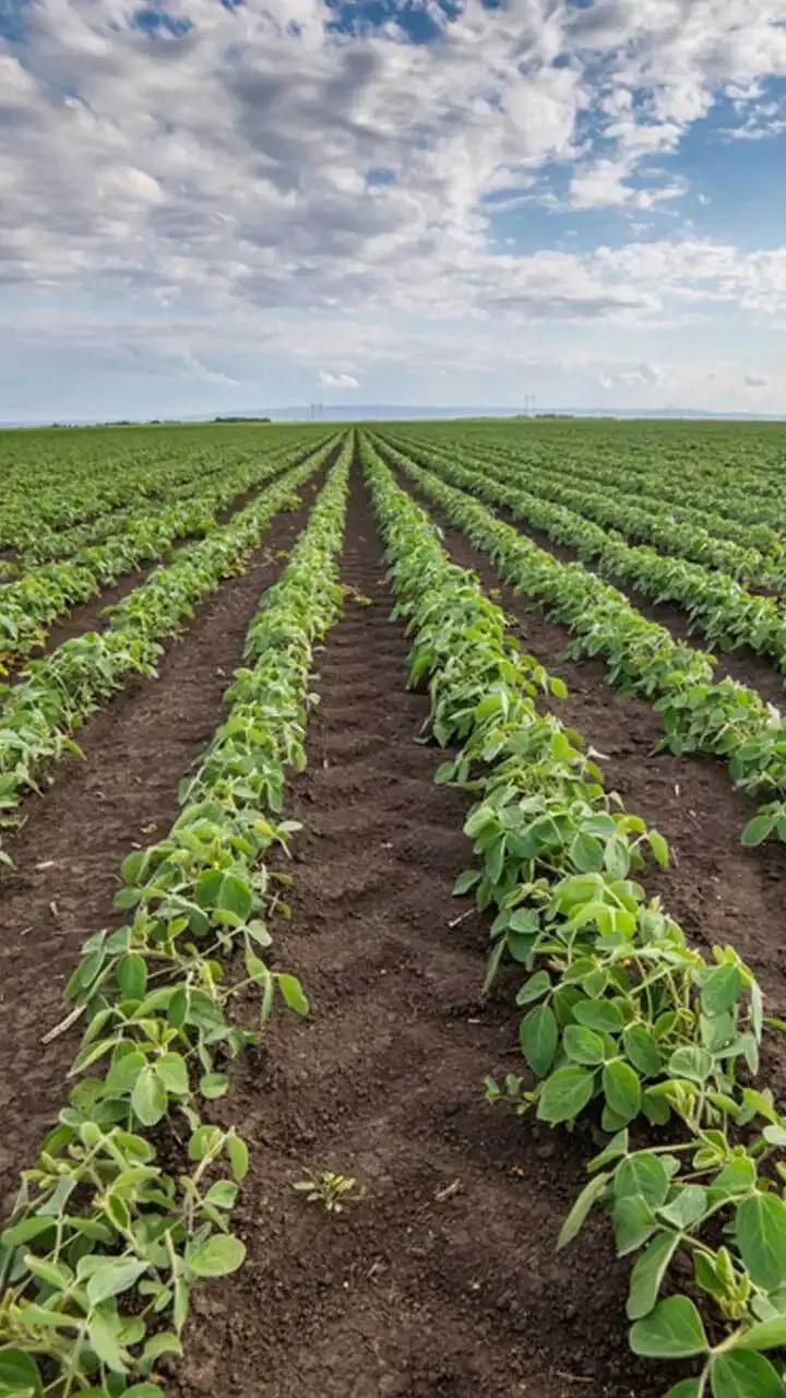 Plantation plot