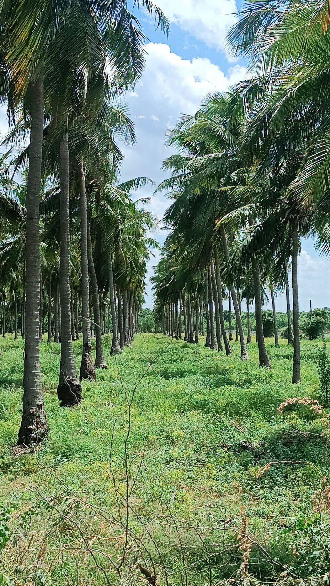 Plantation development plot