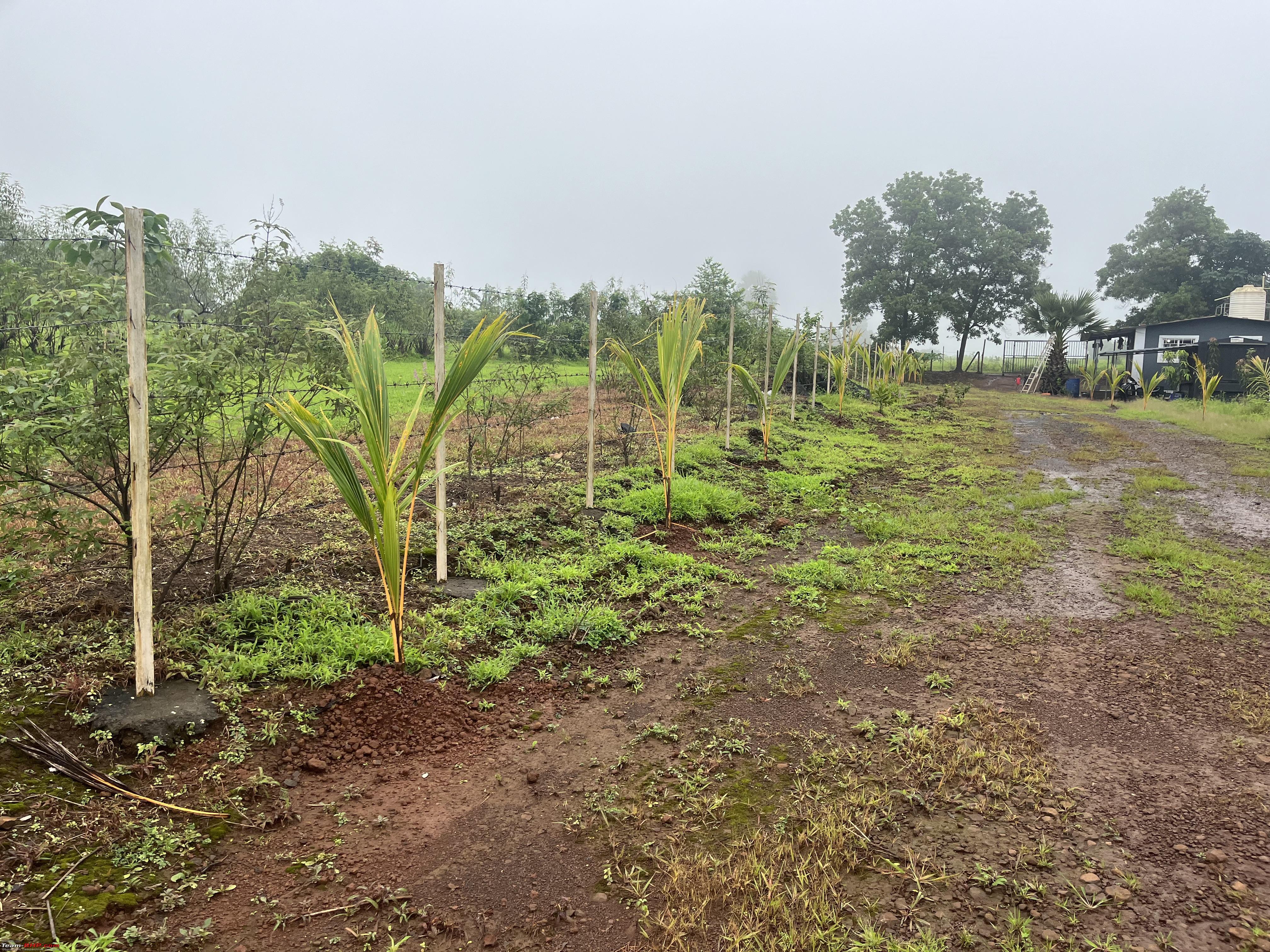 Orchard plantation land