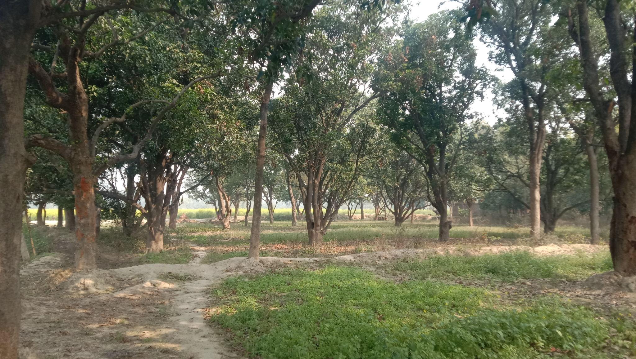 Plantation-ready farm plot